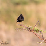 Black flycatcher