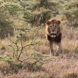 Male lion