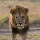 Male lion