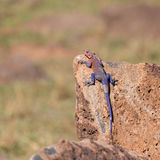 Rock agama