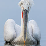 Dalmatian Pelican