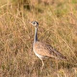 White-bellied bustard