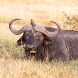 Buffalo with oxpeckers