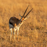 Thomsons gazelle marking