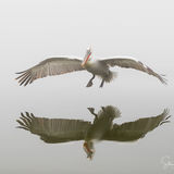 Dalmatian Pelican landing
