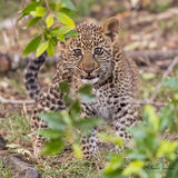 Leopard cub