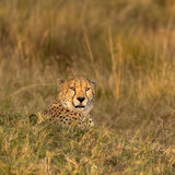 Cheetah in evening sun