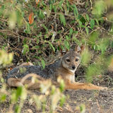 Black-backed jackal