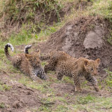 Leopard cubs