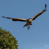 Ruppells vulture