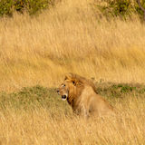 Male lion