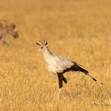 Secretary bird and hyena