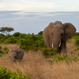 Elephant with calf