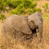 Elephant calf