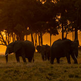Elephants in sunset