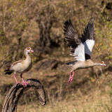 Egyptian goose