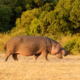 Hippopotamus