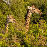 Masai giraffe