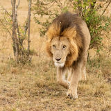 Male lion