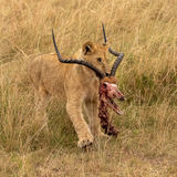 Impala-lion