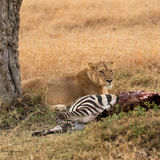 Lioness with kill
