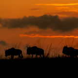 Wildebeest in sunrise