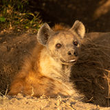 Hyena