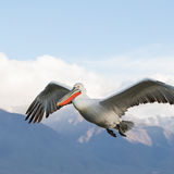 Flying Dalmatian Pelican