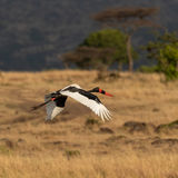 Saddle-billed stork