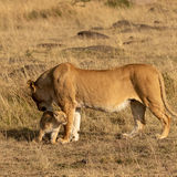Lioness and cub