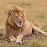 Male lion