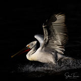 Pelican in the dark