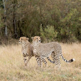 Cheetah brothers
