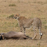 Cheetah with kill