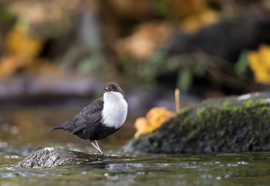 White-throated dipper in autumn colors