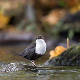 White-throated dipper in autumn colors