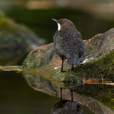 White-throated dipper