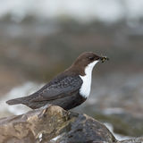 White-throated dipper with food