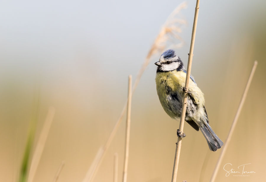 Blue tit