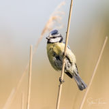 Blue tit