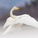 Wooper swan