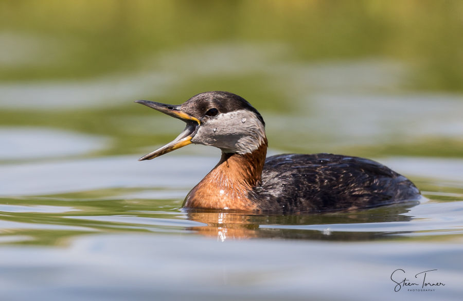 Red-necked grebe