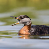 Red-necked grebe