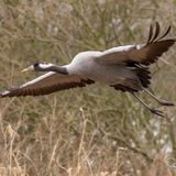 Flying crane