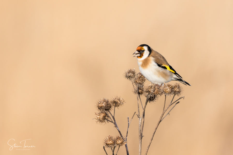 Goldfinch