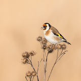 Goldfinch