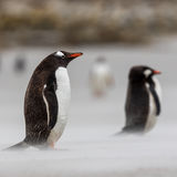 Gentoo Penguin in sand storm