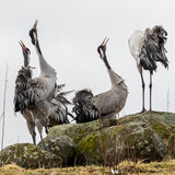 Singing cranes