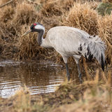 Common crane