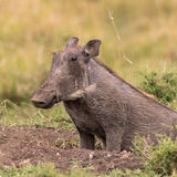Warthog